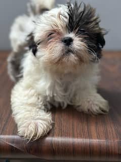 Shih Tzu/Shitzu dog/ Shihtzu puppies / puppies/ dogs for sale