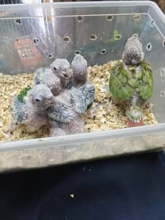 4 Chicks pineapple Conure1Chick yellow sided Conure Hand feed par hain