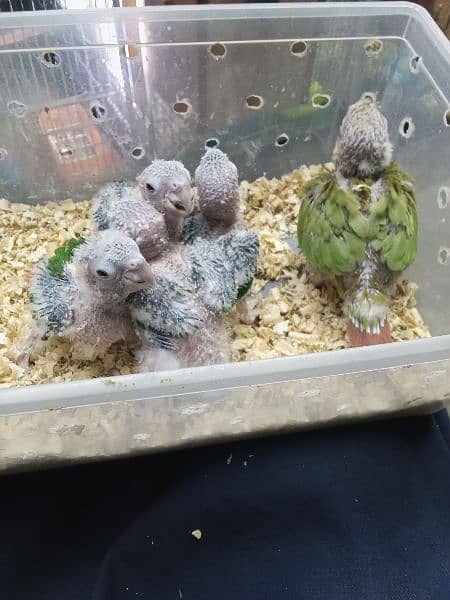 4 Chicks pineapple Conure1Chick yellow sided Conure Hand feed par hain 0