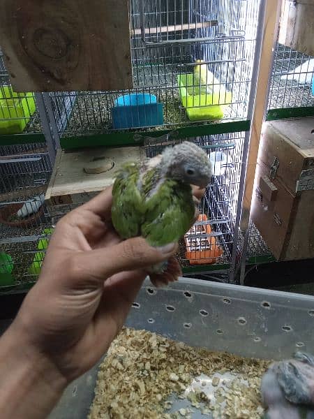 4 Chicks pineapple Conure1Chick yellow sided Conure Hand feed par hain 1