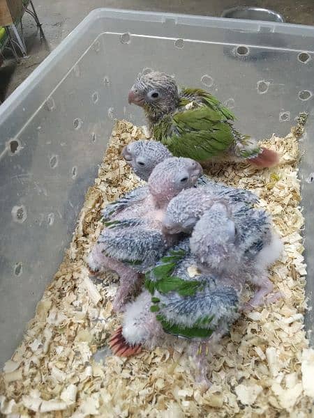 4 Chicks pineapple Conure1Chick yellow sided Conure Hand feed par hain 2