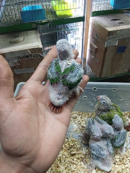 4 Chicks pineapple Conure1Chick yellow sided Conure Hand feed par hain 3