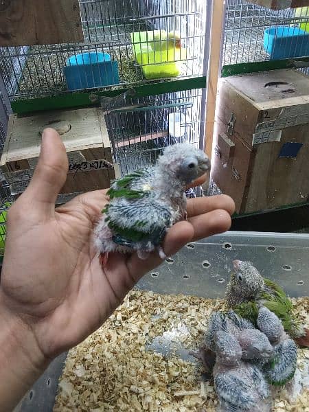 4 Chicks pineapple Conure1Chick yellow sided Conure Hand feed par hain 4