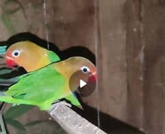Love Bird Pairs with Cage Sell 0