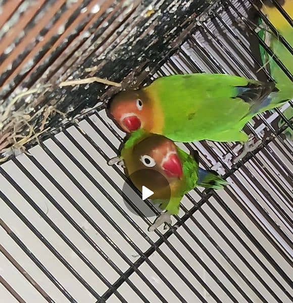Love Bird Pairs with Cage Sell 3