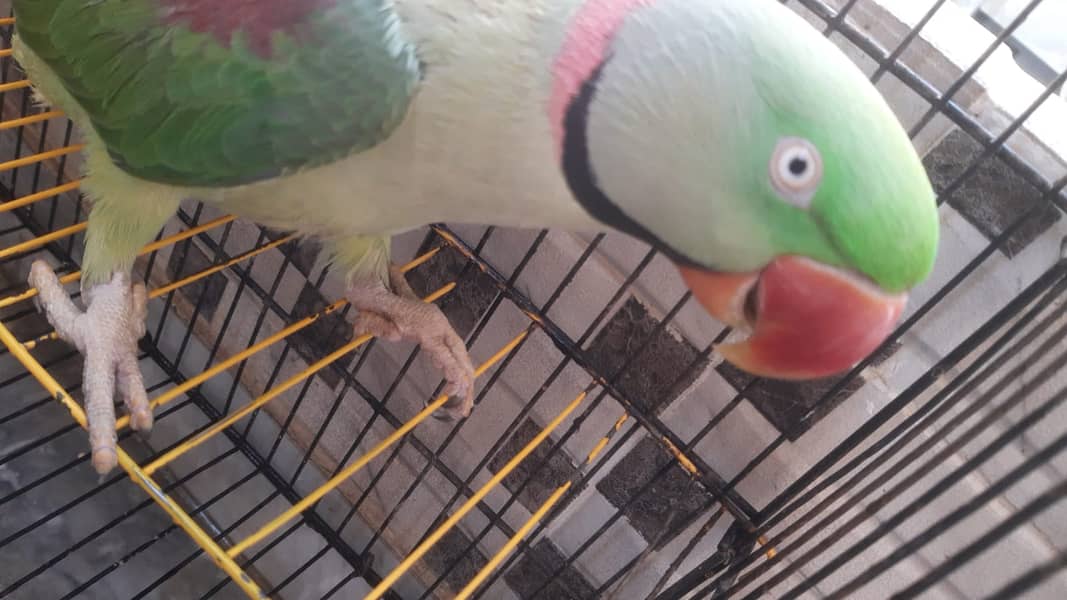 Raw Parrots | Parrots For Sale 0