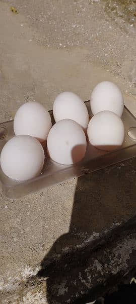 Ducks eggs are available