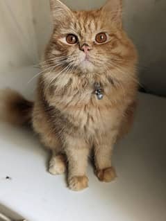 Brown Persian Male for sale age 2 year healthy and Active