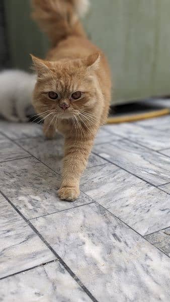Brown Persian Male for sale age 2 year healthy and Active 3