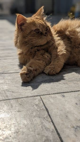 Brown Persian Male for sale age 2 year healthy and Active 4