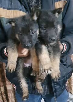 german sheperd pups