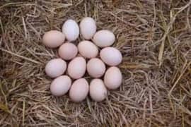 Aseel Fertile Eggs For Sell