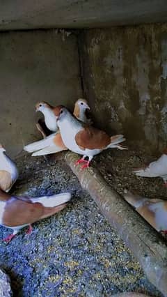 lake pigeons 0