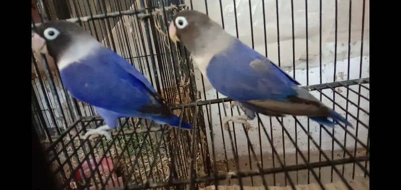 love bird violet blue and lutino personata for sale 3
