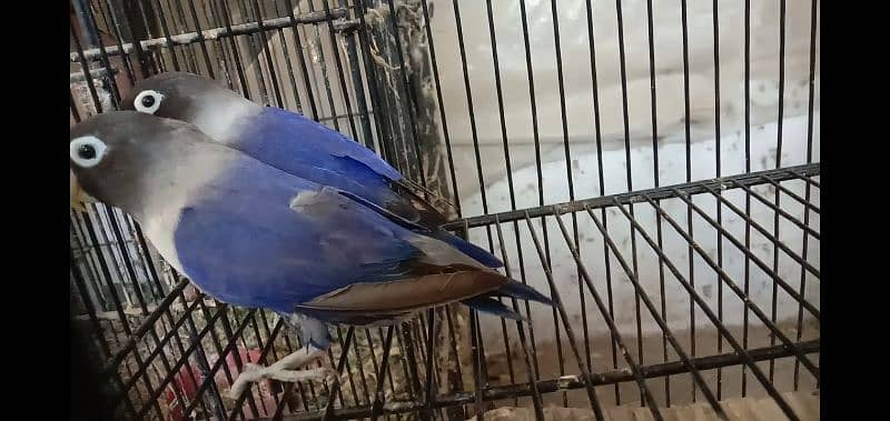 love bird violet blue and lutino personata for sale 4