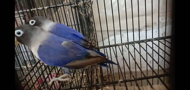 love bird violet blue and lutino personata for sale 5