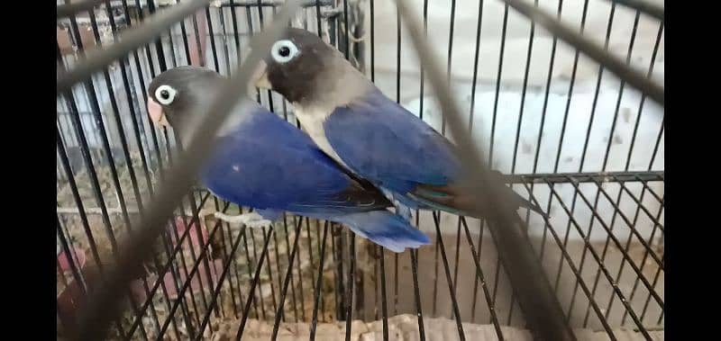 love bird violet blue and lutino personata for sale 6