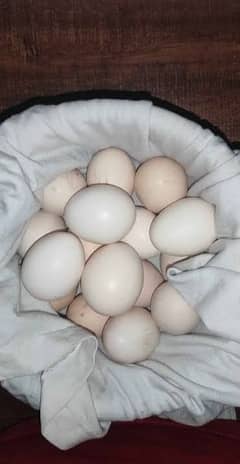 Aseel Eggs and Chicks 0