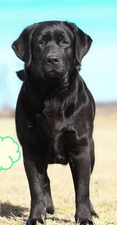 labrador female 3 years old breeder female for sale