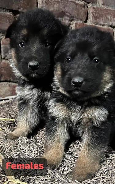 German shepherd puppy available for new home 5