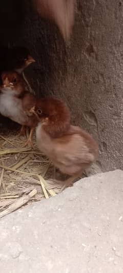 Aseel hen with 30 days old chick's 15 chicks
