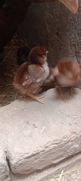 Aseel hen with 3 days old chick's 18 chicks 3
