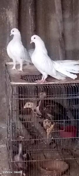 4 White and Black Laka Kabotar ka chicks for sale 1