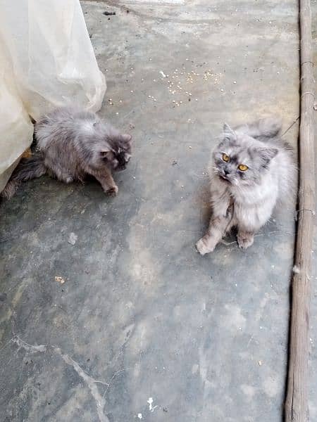 Persian pair available 1