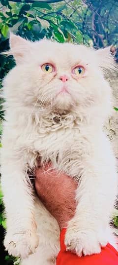 Extreme panch face Adult Male Cat Available For Meetup 03095561812