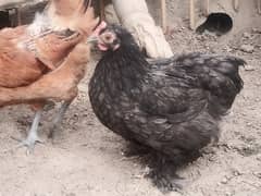 black clour olden buff pair avalibal at egg layed stae