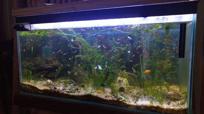 Fish Aqurium glass and accessories for sale (Peshawar) 7