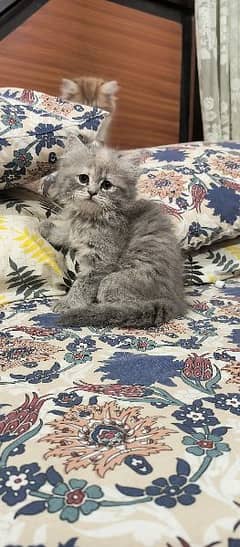 Female Persian Kitten