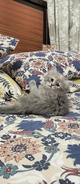 Female Persian Kitten 1