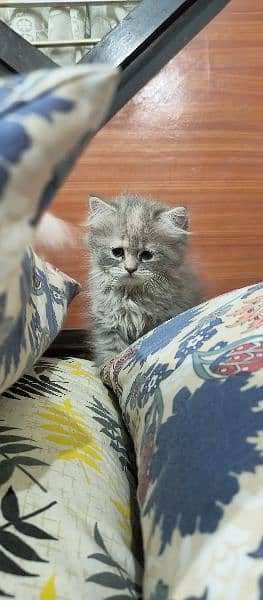 Female Persian Kitten 3