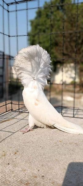 pomorium#fancy pigeon # jacobine## kaboter 03055318227.03105184376. 11