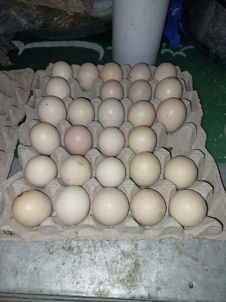 Fertile Eggs Shamo Breeds 0