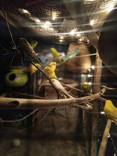 Budgies parrots