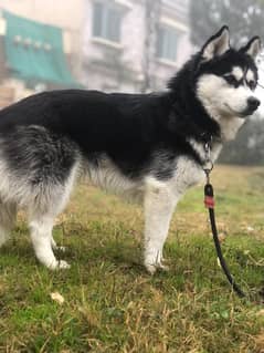 Husky Dog available for sale