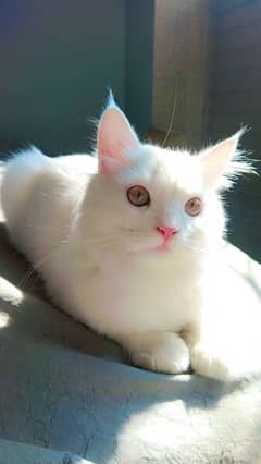 Male persian kitten with champion eye color