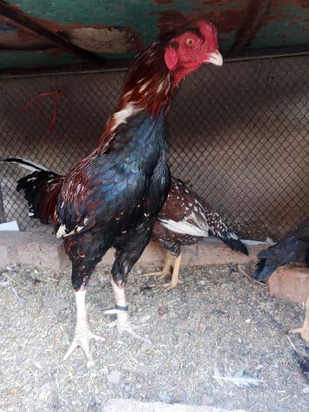 Aseel Fertile Eggs for Sale 2