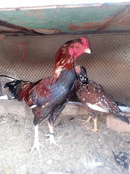 Aseel Eggs for Sale 8