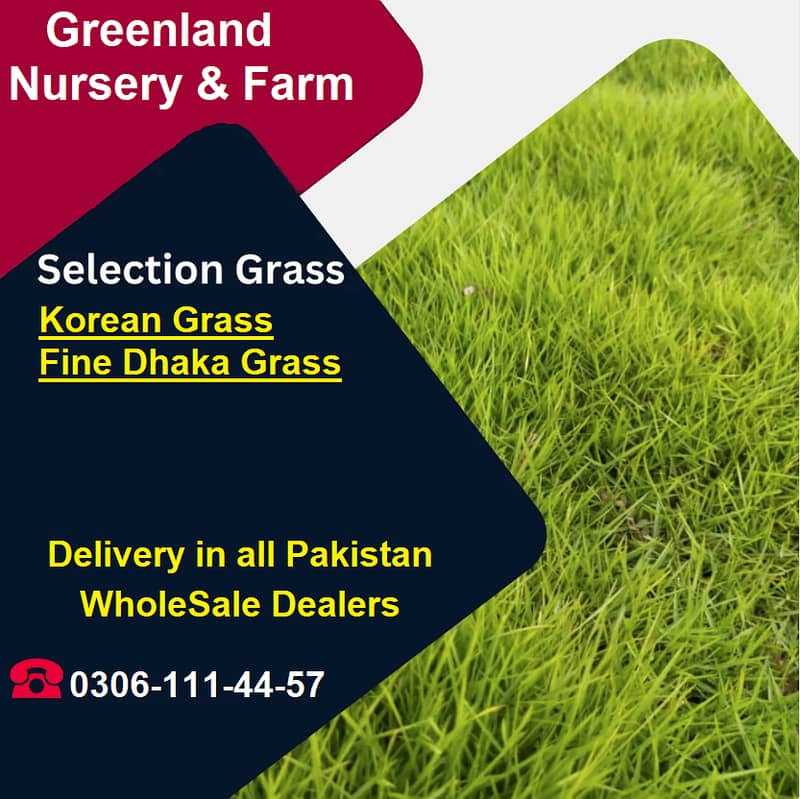 Natural Korean Grass and Fine dhaka Grass 0