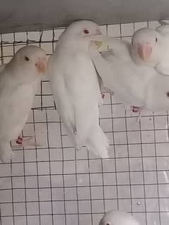 Albino red eyes for sale
