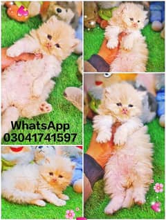 high quality punch face kittens available  more than triple Cort