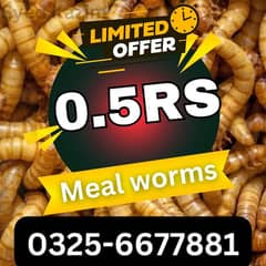 Feed Rich/Darkling beetles Mealworms/ mealworm/ imported live worms 0