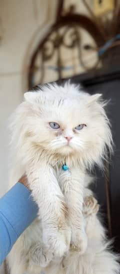 persian male cat sami punch face blue eyes 3 coat