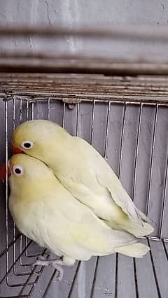 Love birds Albinos,decino,creamino,splits
