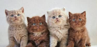 Persian and Siberian kittens