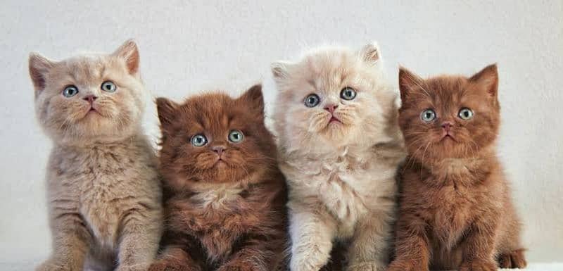Persian and Siberian kittens 0
