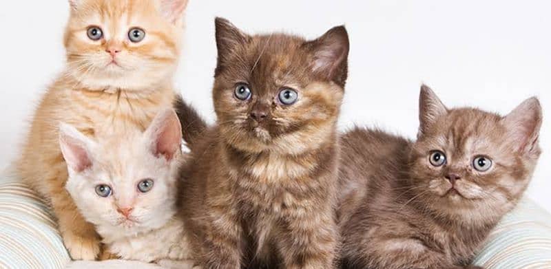 Persian and Siberian kittens 2